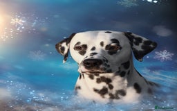 Dalmatian dogs for stud: UK Champion Jasquarella Edge of Winter at Palouse  in Leicester - Image 2