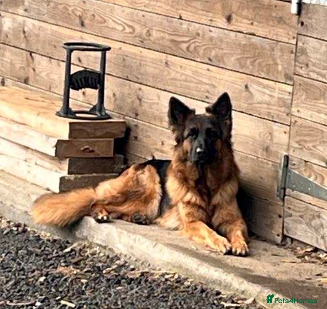 German Shepherd dogs for sale: Beautiful KC reg health tested puppies for sale - Image 1