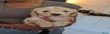 Cavapoochon 2
