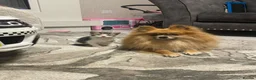 Pomeranian dogs for sale: Beautiful Pomeranian Puppies - Advert 7