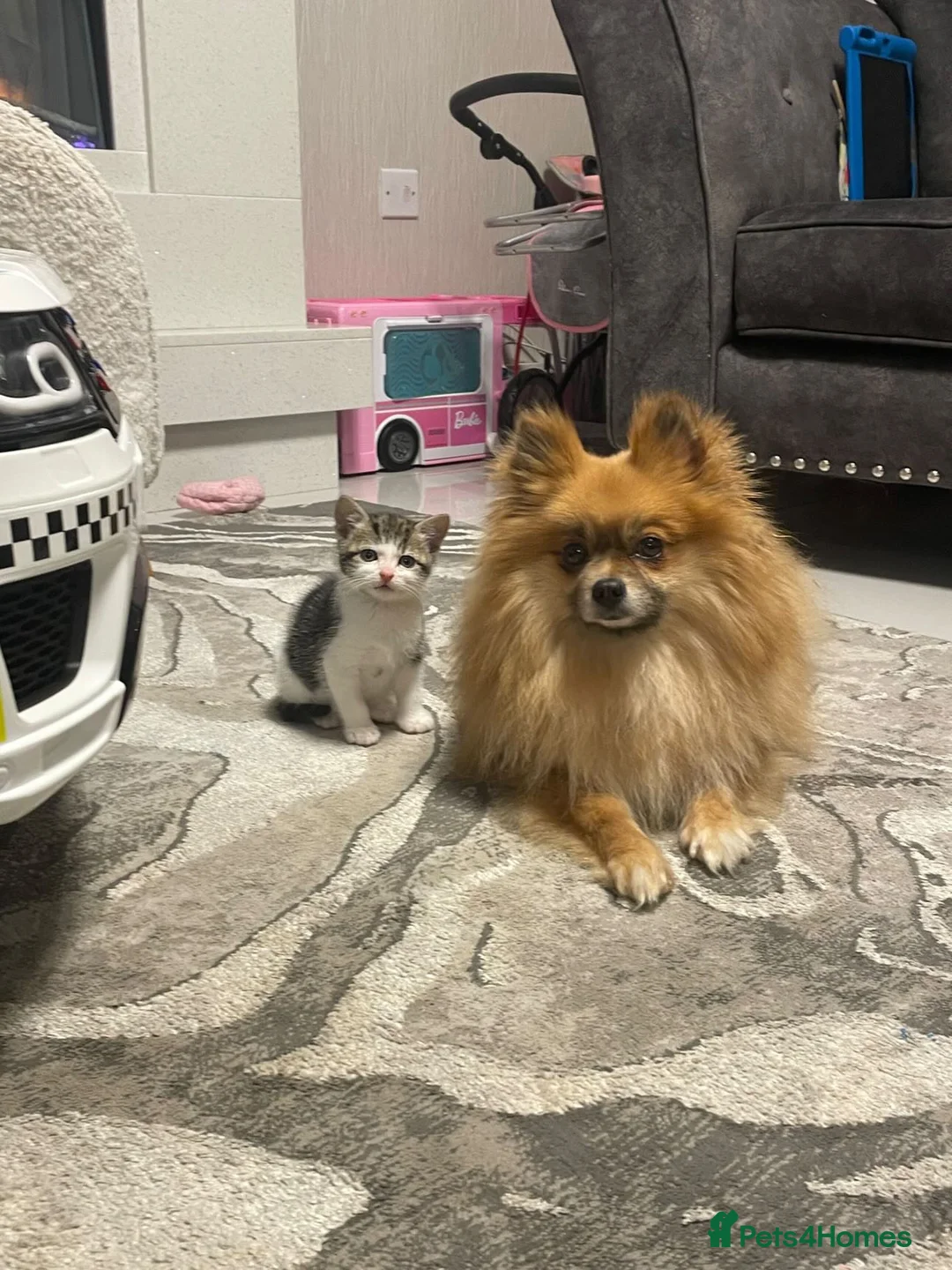 Pomeranian dogs for sale: Beautiful Pomeranian Puppies - Advert 7