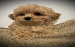Toy Poodle dogs for sale: 🌟 Stunning Champagne Asian Toy Poodle Boy🌟 - Advert 16