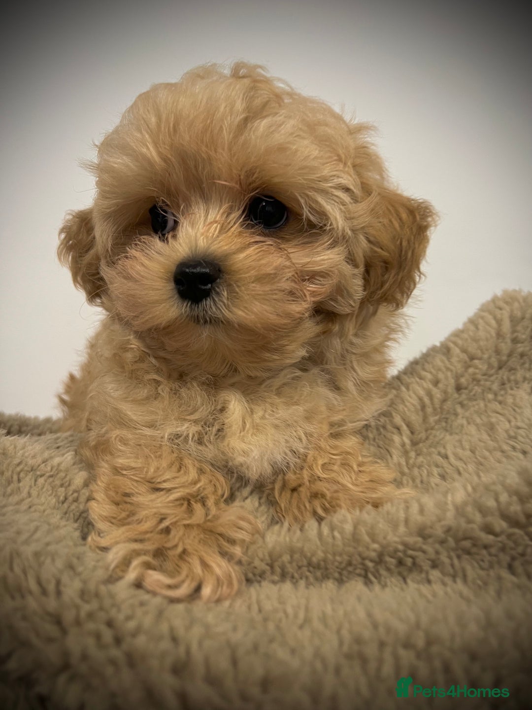 Toy Poodle dogs for sale: 🌟 Stunning Champagne Asian Toy Poodle Boy🌟 - Advert 16