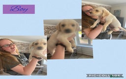 Labrador Retriever dogs for sale: Labrador puppies  - Image 3