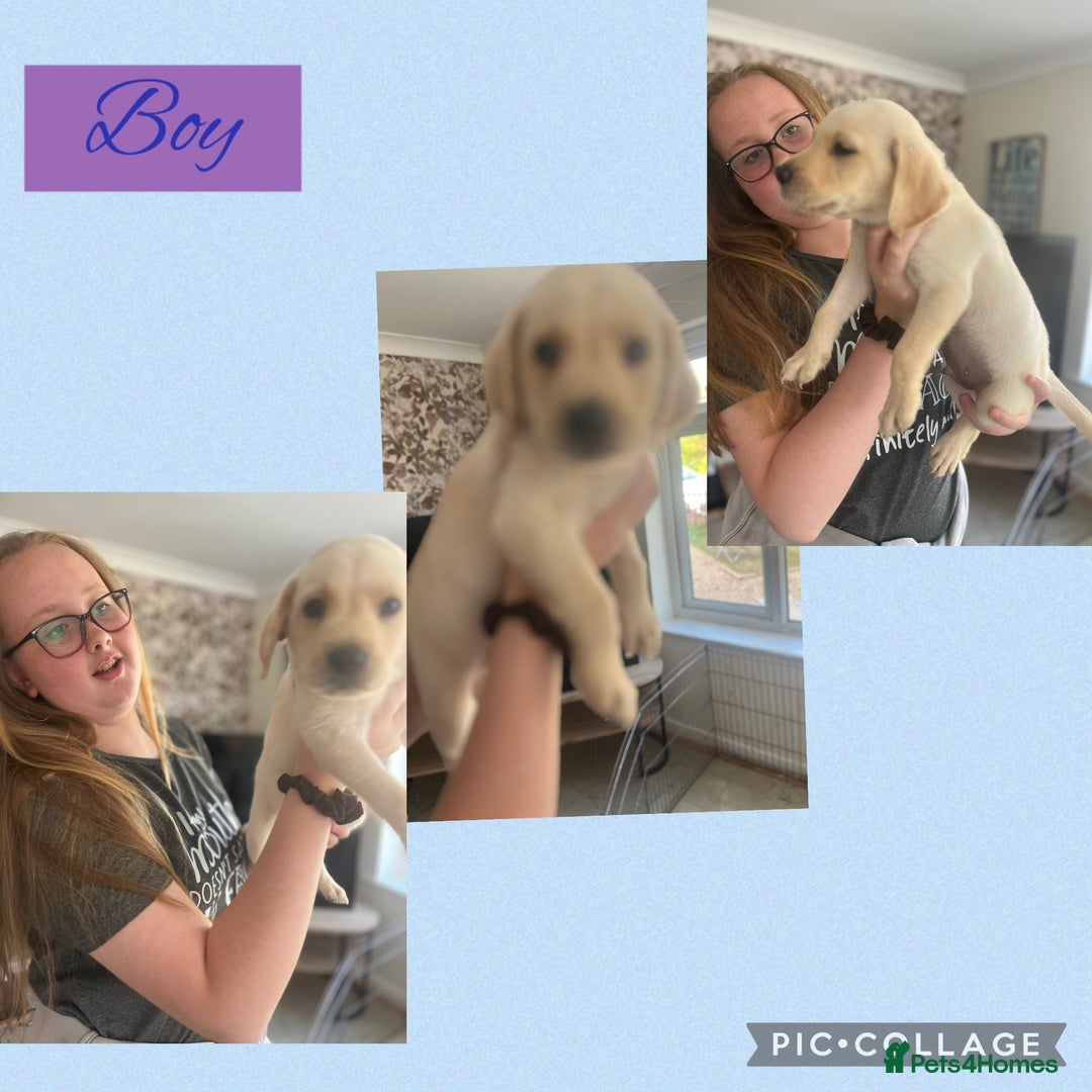 Labrador Retriever dogs for sale: Labrador puppies  - Image 3