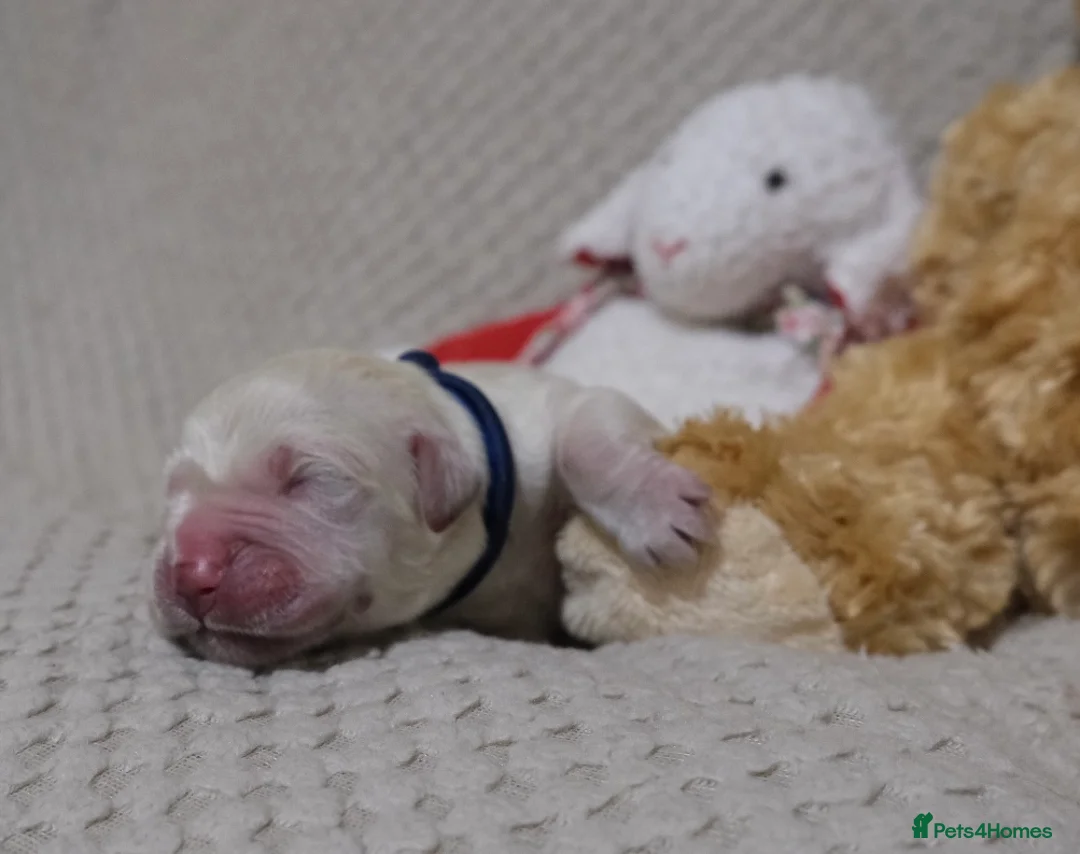 Golden Retriever dogs for sale: Beautiful Golden retriever pups - Advert 16