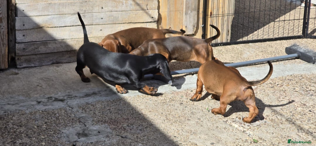 Dachshund dogs for sale: "READY GO STUNING 5 STANDARD DACHSHUND PUPPIES  - Image 10