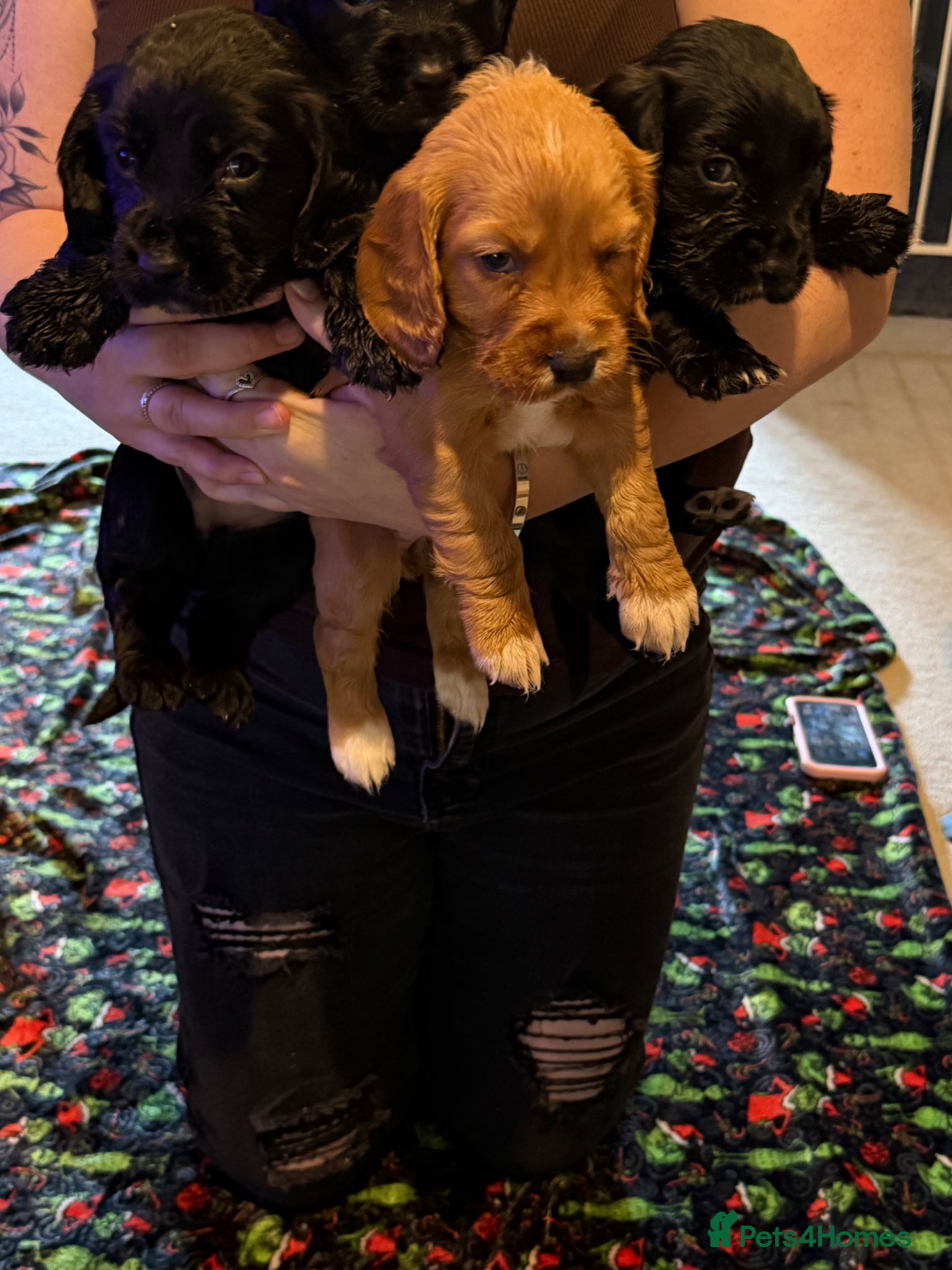 Cocker Spaniel dogs Beautiful working cocker spaniel puppies  - Advert 19