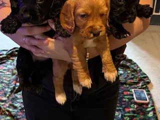 Cocker Spaniel dogs Beautiful working cocker spaniel puppies - Advert 19