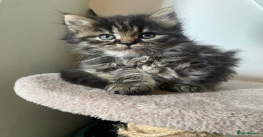 Persian cats - Advert 9