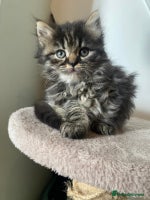 Persian cats - Advert 7