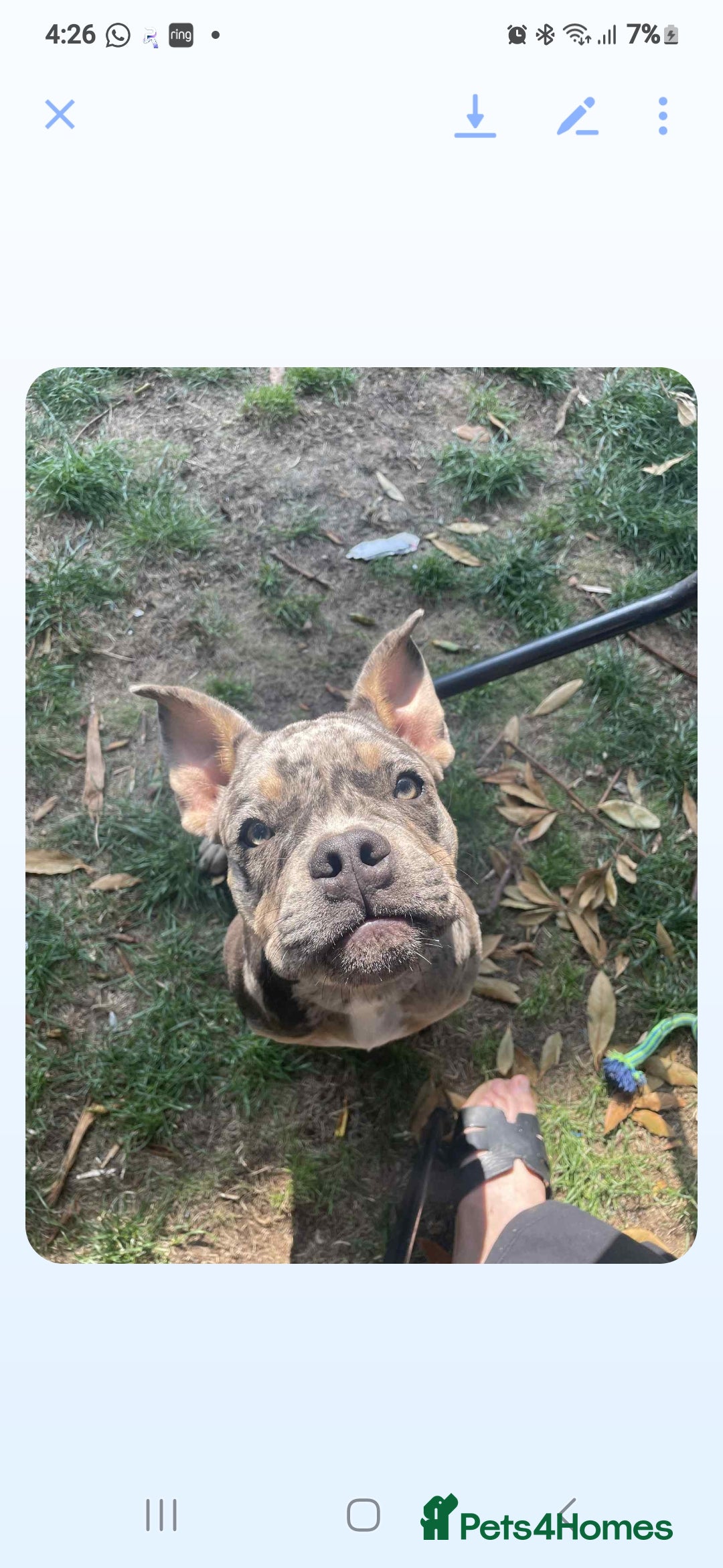 Olde English Bulldogge dogs for sale: English bulldog puppy  - Image 2