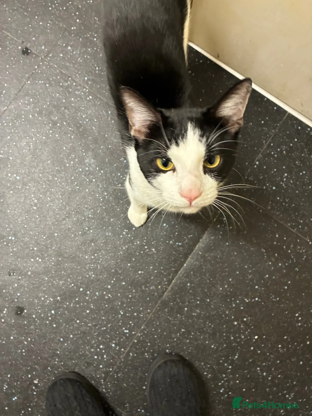Mixed Breed cats for sale: Male cat mixed breed black and white - Advert 1