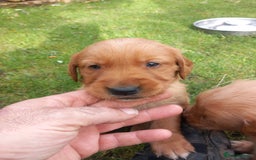 Golden Retriever dogs for sale: GOLDEN RETRIEVER  - Image 4