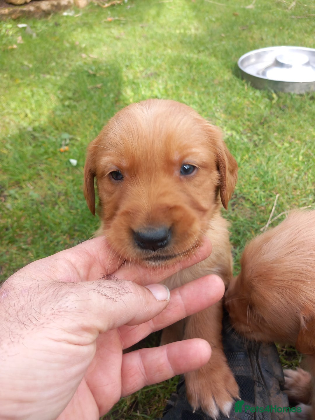 Golden Retriever dogs for sale: GOLDEN RETRIEVER  - Image 4