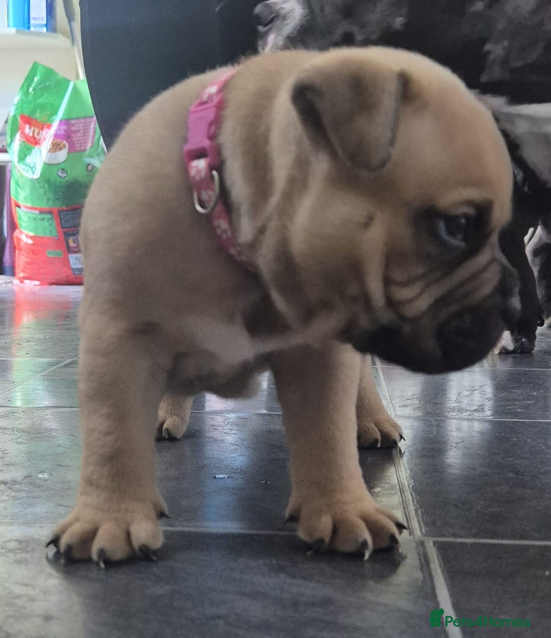 Mixed Breed dogs for sale: Pocket bully cross Chow Chow puppies for sale - Image 15