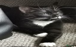 Mixed Breed cats for sale: Flimflam & Bojo - Image 16