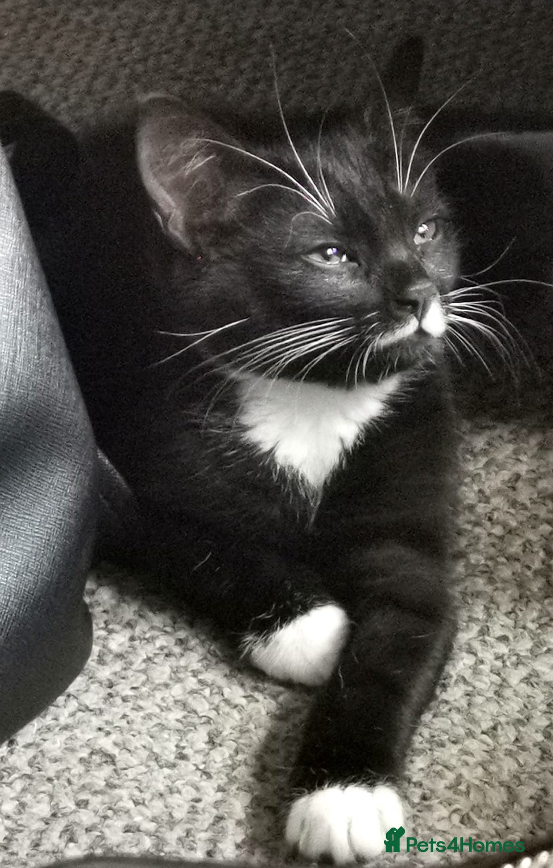 Mixed Breed cats for sale: Flimflam & Bojo - Image 16