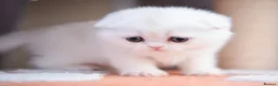 Scottish Fold cats for sale: Scottish fold and straight girls - Advert 32