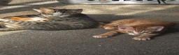 Mixed Breed cats for sale: 5 kittens for sale in St Albans - Advert 12