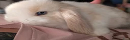 Mini Lop rabbits for sale: Beautiful blue-eyed Mini Lop sisters - Advert 7