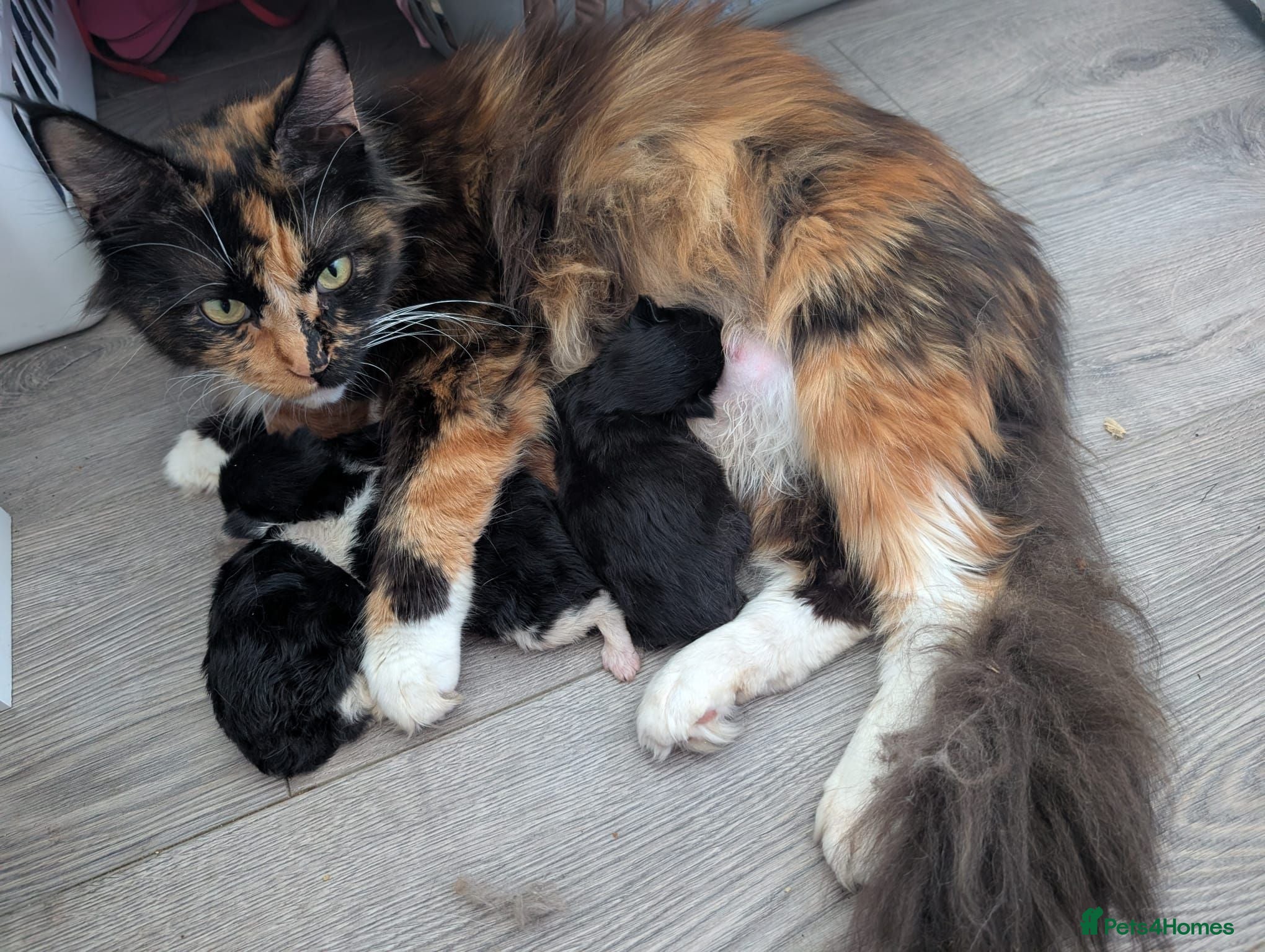 Maine Coon cats Mom is maincoon dad is normal tom cat  - Advert 1