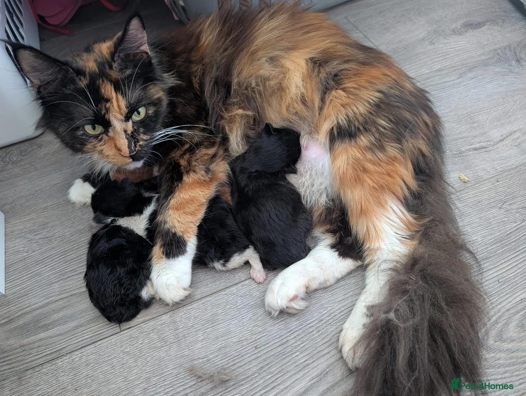Maine Coon cats for sale: Mom is maincoon dad is normal tom cat  - Advert 1
