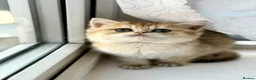 British Shorthair cats for sale: Golden odd eye BSH kitten - Advert 26