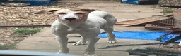 Saluki dogs for stud: Stud saluki  in Yeovil - Advert 3