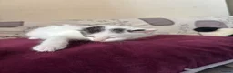 Mixed Breed cats for sale: 5 GORGEOUS KITTENS  - Advert 11
