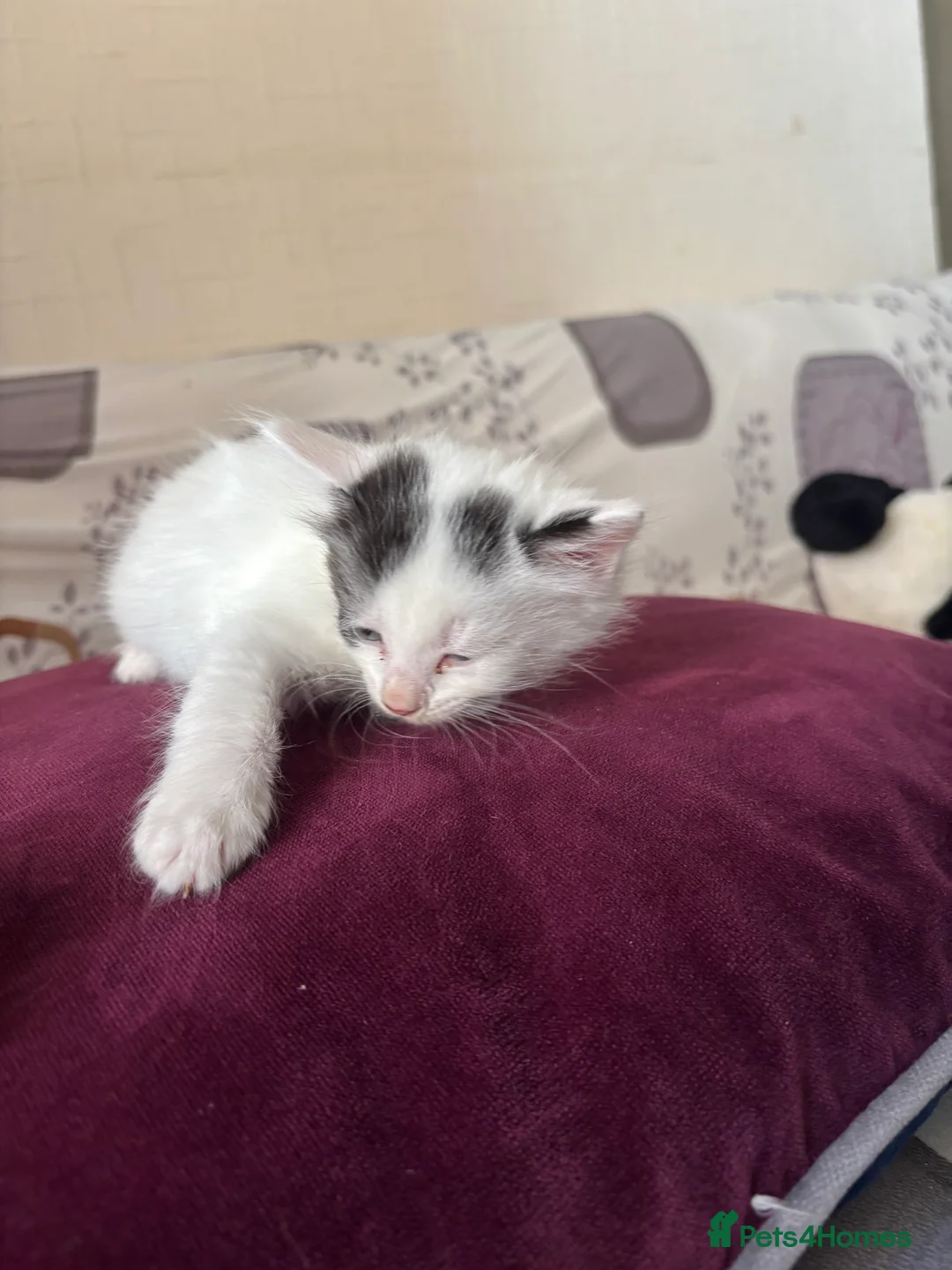 Mixed Breed cats for sale: 5 GORGEOUS KITTENS  - Advert 11