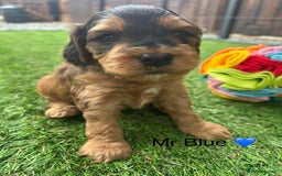 Cockapoo dogs for sale: F1 COCKAPOO PUPPIES 5🌟 LICENSED BREEDER  - Image 4