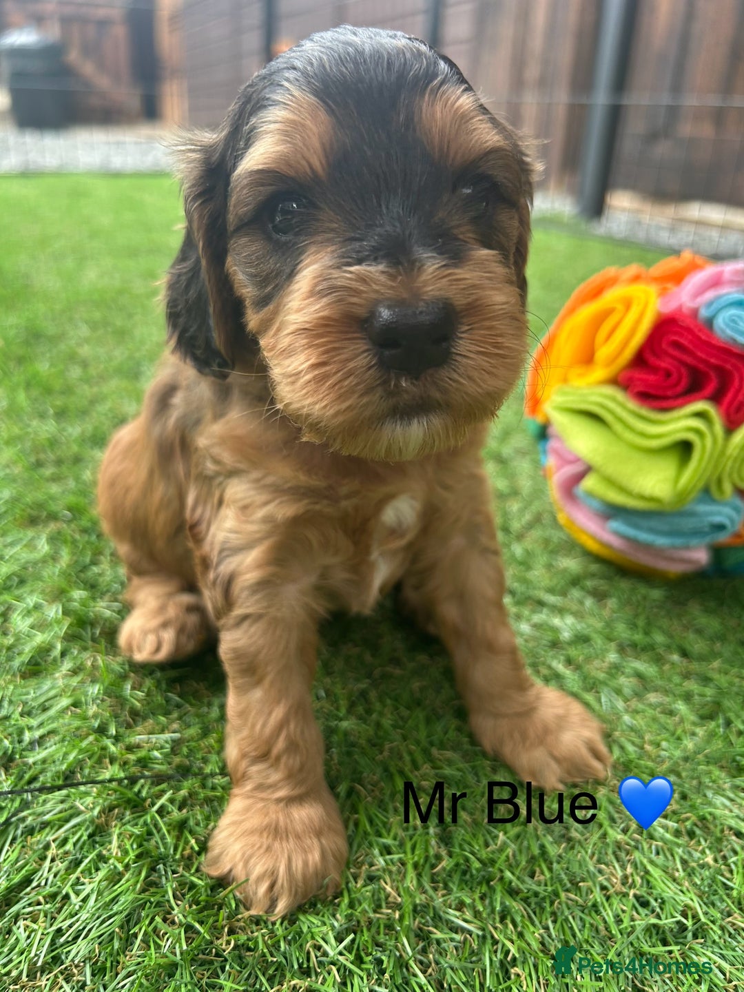 Cockapoo dogs for sale: F1 COCKAPOO PUPPIES 5🌟 LICENSED BREEDER  - Image 4