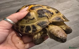 Tortoise reptiles for sale: 1x Horsefield Male Tortoise - Image 2