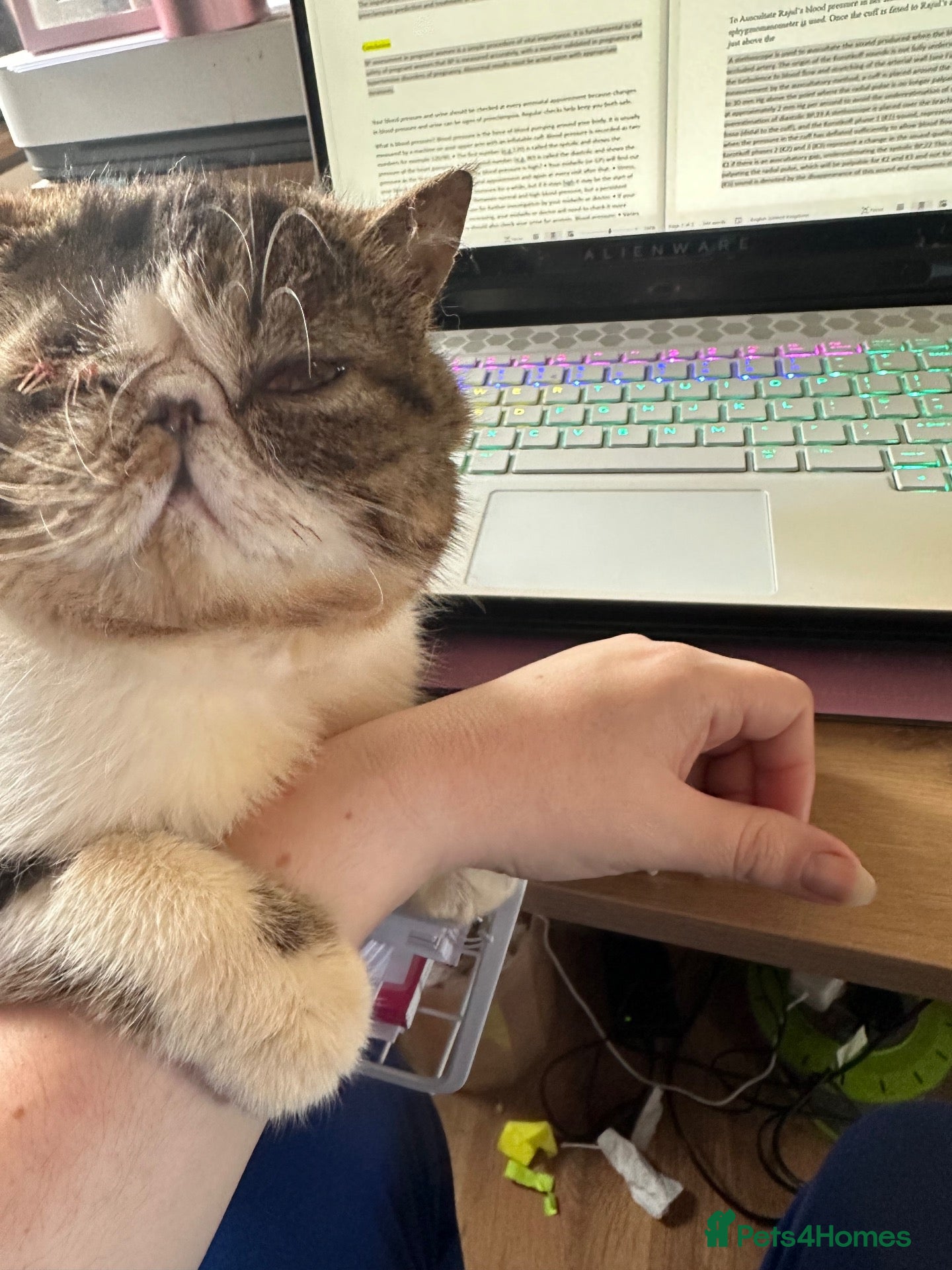 Exotic cats Exotic shorthair cat - Advert 5
