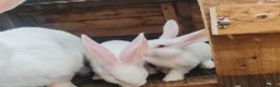 Continental Giant rabbits for sale: Male continental giant babies  - Advert 7