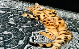 Bengal cats for sale: OUTSTANDING 🤩 Purebred Brown Rosetted Bengal - Image 11
