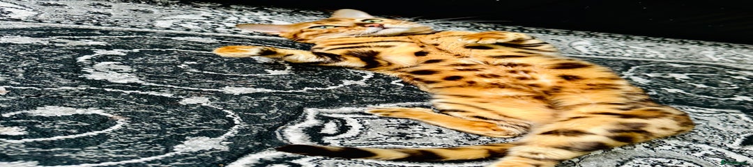 Bengal