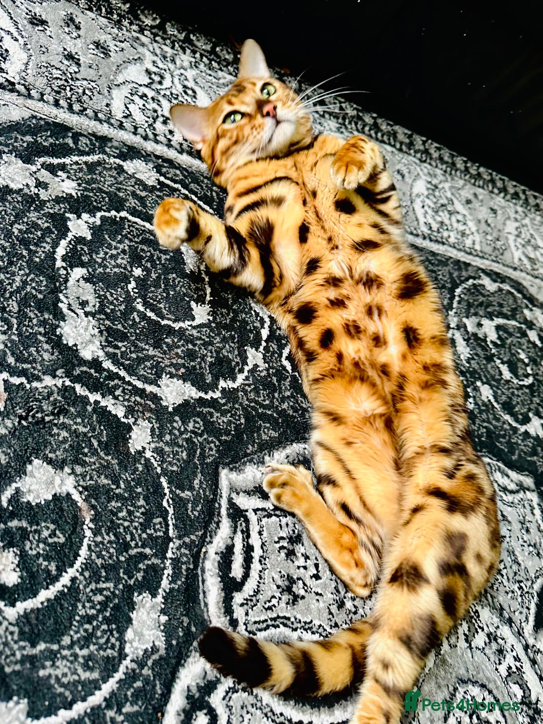Bengal cats for sale: OUTSTANDING 🤩 Purebred Brown Rosetted Bengal - Image 11