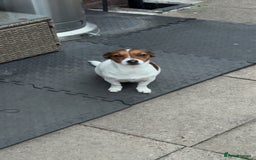 Jack Russell dogs for sale: Tri short legged jack Russell puppies - Image 14