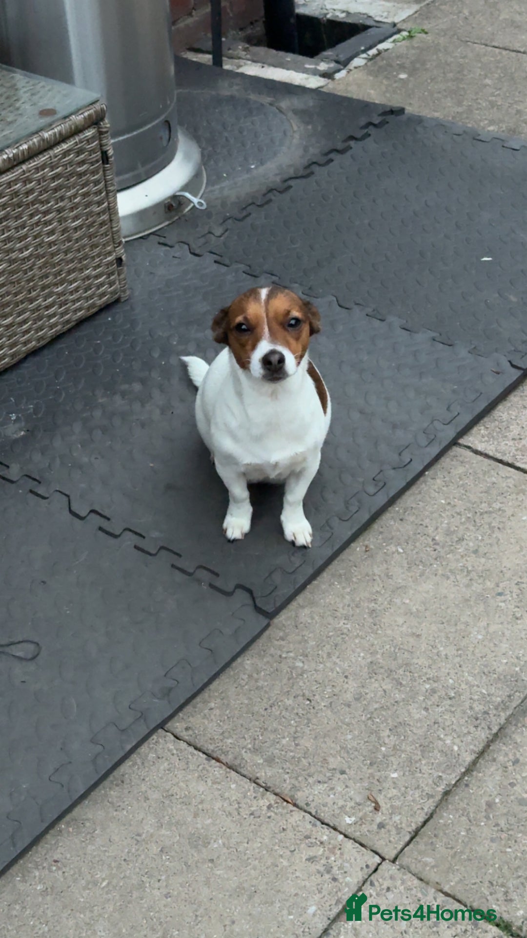 Jack Russell dogs for sale: Tri short legged jack Russell puppies - Image 14
