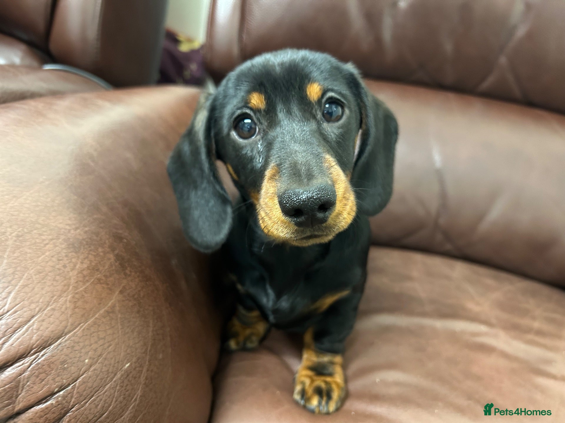 Miniature Dachshund dogs for sale: Lovable kc reg boys  - Advert 1
