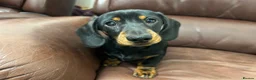 Miniature Dachshund dogs for sale: Lovable kc reg boys  - Advert 1