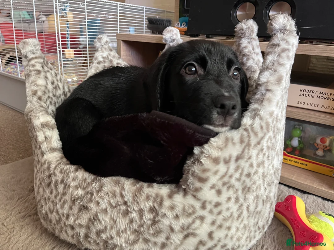Mixed Breed dogs for sale: 2 month boy puppy  in Lanark - Advert 2