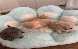 British Shorthair cats for sale: kitten  - Image 2