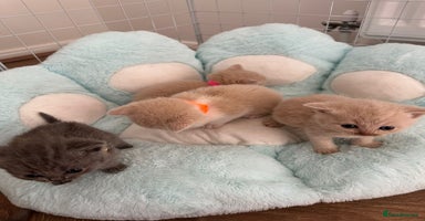 British Shorthair cats - Advert 10