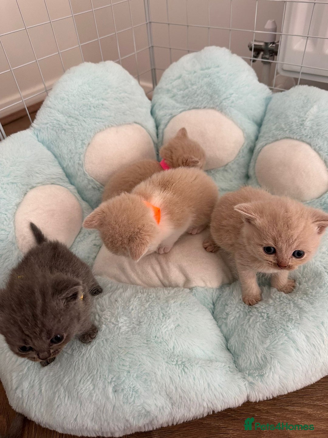 British Shorthair cats for sale: kitten  - Image 2