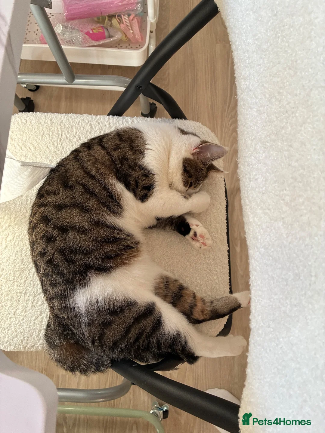 Mixed Breed cats for sale: Female cat looking for forever home🤍🐾 in Dunstable - Advert 4