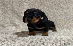 Dachshund dogs for sale: Miniature Dachshund sausage dog puppies - Image 6