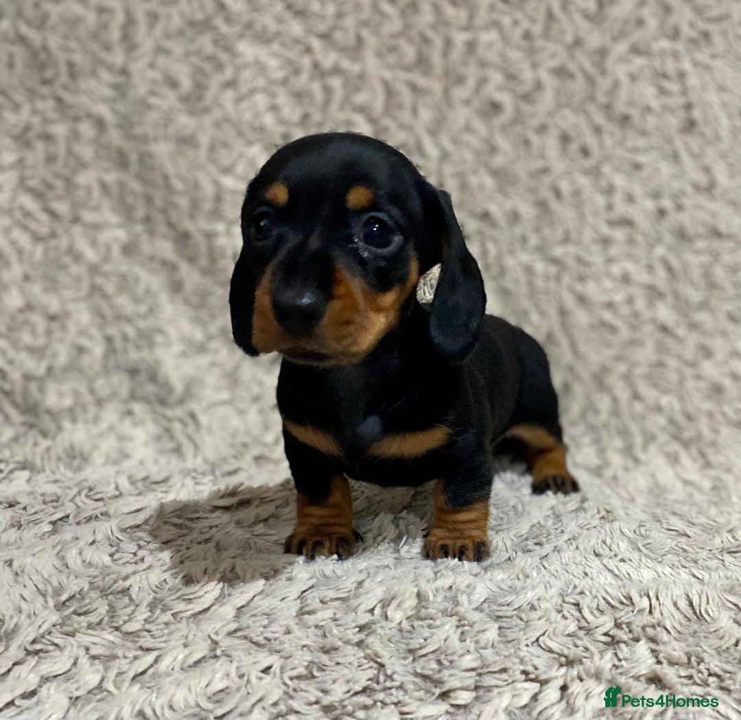 Dachshund dogs for sale: Miniature Dachshund sausage dog puppies - Image 6